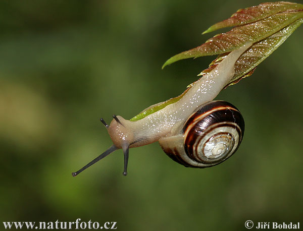 Witgerande tuinslak