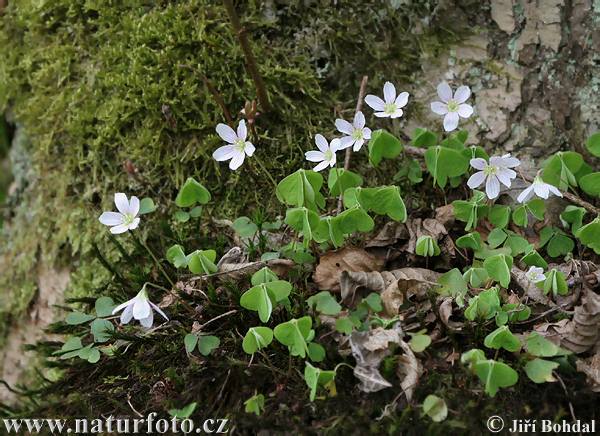 Witte klaverzuring