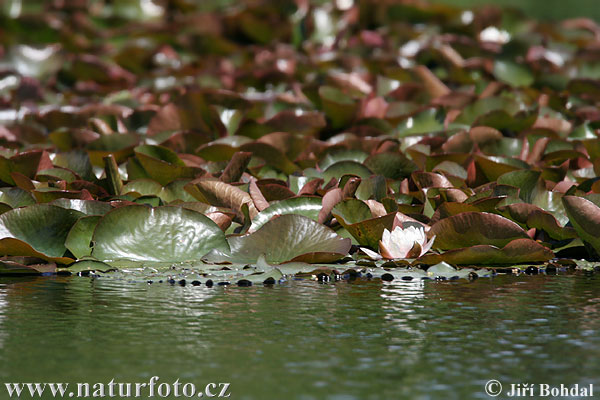 Witte waterlelie