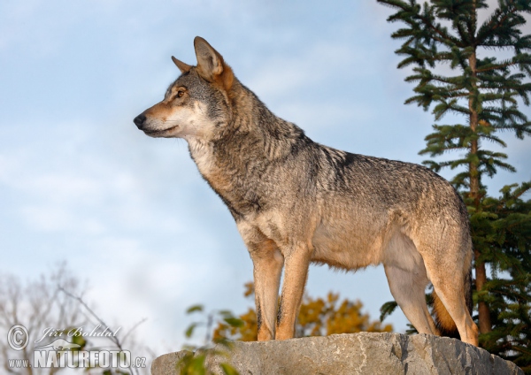 Wolf (Canis lupus)