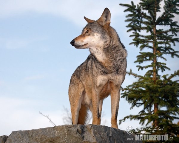 Wolf (Canis lupus)