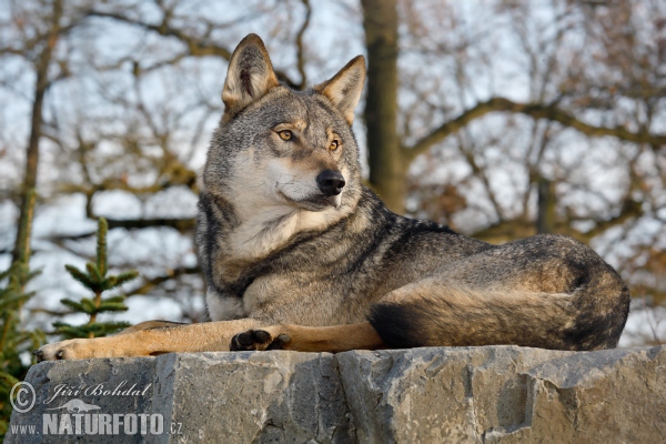 Wolf (Canis lupus)