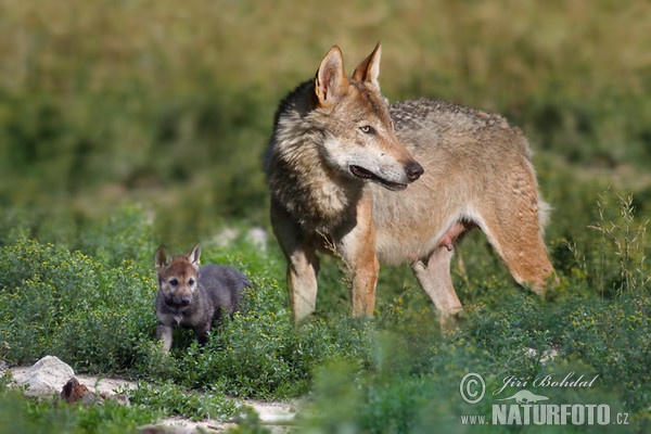 Wolf (Canis lupus)