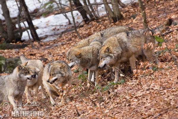 Wolf (Canis lupus)