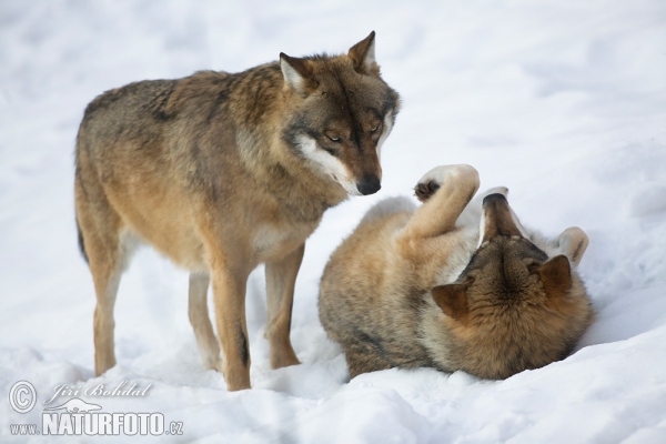 Wolf