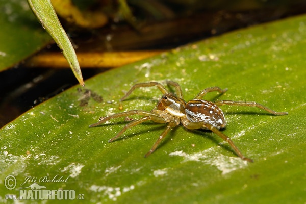 Wolf Spider (Pirata piraticus)
