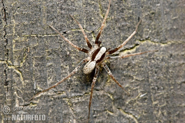 Wolf Spider (Pardosa lugubris)