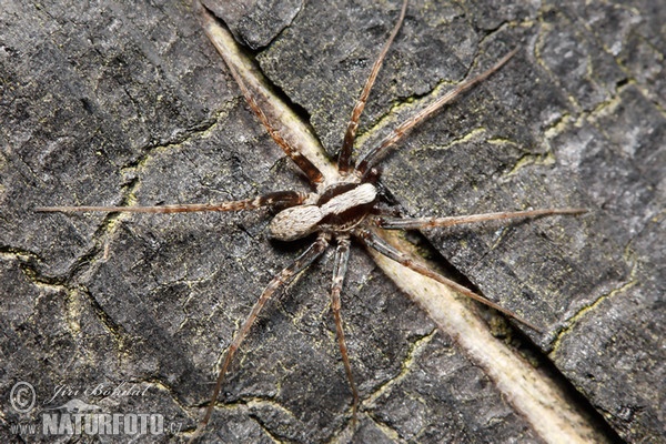 Wolf Spider (Pardosa lugubris)