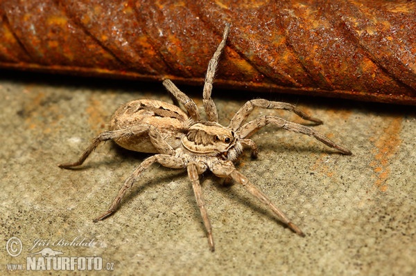 Wolf Spider (Lycosa narbonensis)