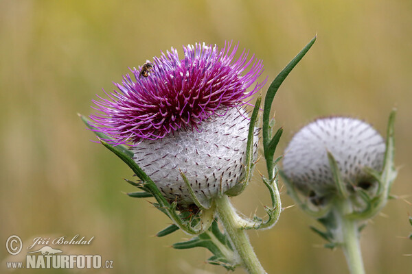 Wollige distel