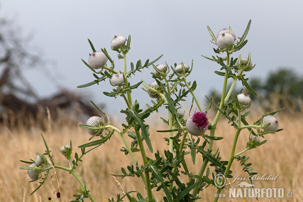 Wollige distel