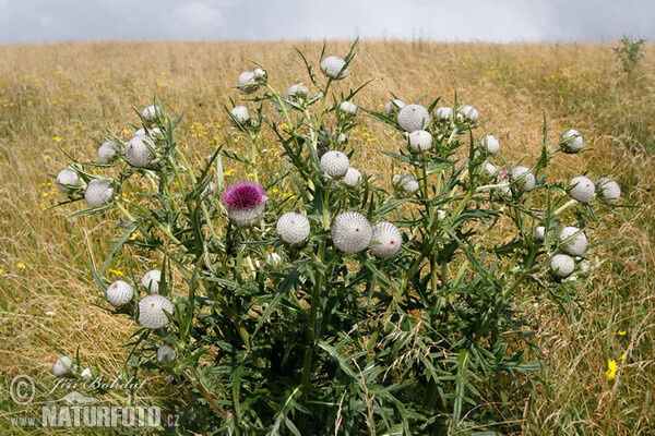 Wollige distel