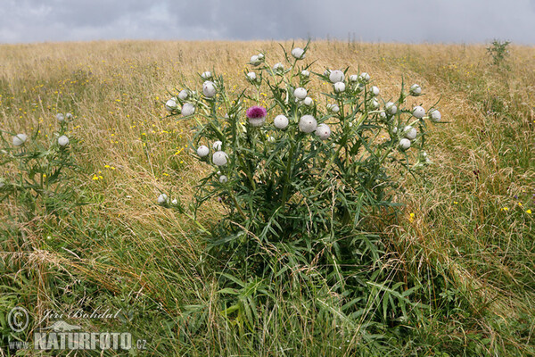 Wollige distel