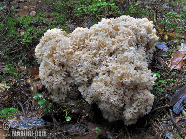 Wood Caulifllower Mushroom (Sparassis crispa)