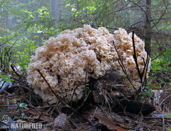 Wood Caulifllower Mushroom (Sparassis crispa)