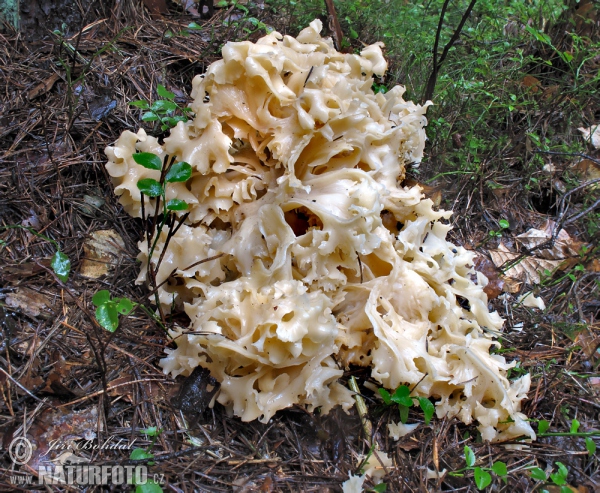 Wood Caulifllower Mushroom (Sparassis crispa)