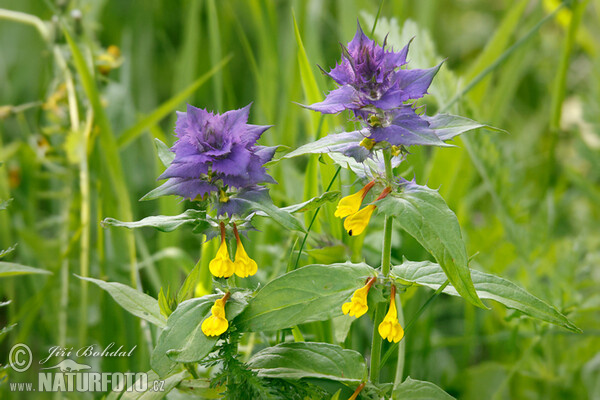 Wood Cow-wheat (Melampyrum memorosum)