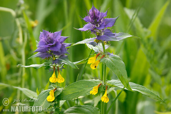 Wood Cow-wheat (Melampyrum memorosum)