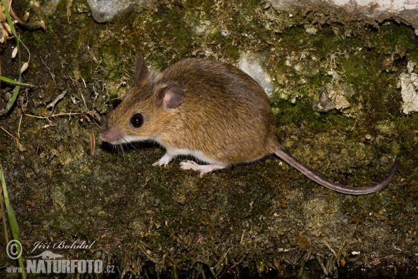 Wood Mouse (Apodemus sylvaticus)