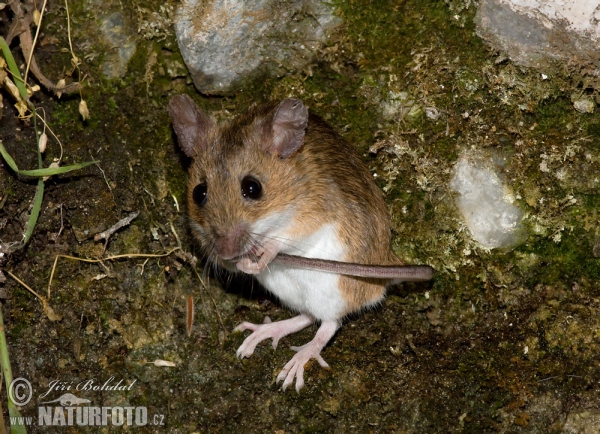 Wood Mouse (Apodemus sylvaticus)