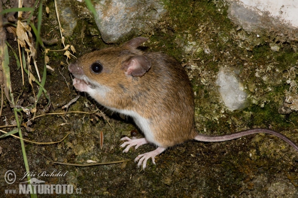 Wood Mouse (Apodemus sylvaticus)