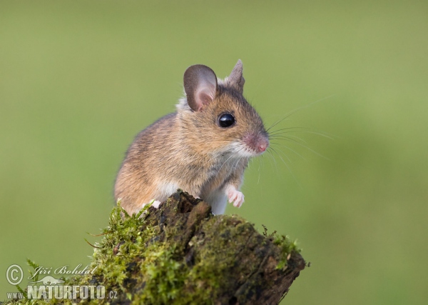 Wood Mouse (Apodemus sylvaticus)