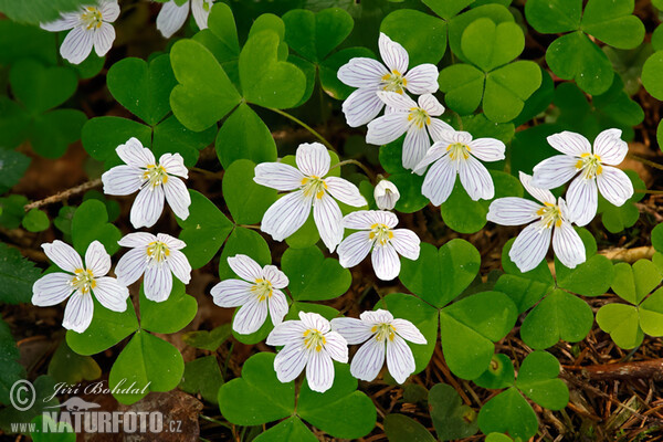 Wood Sorrel, Shamrock (Oxalis acetosella)