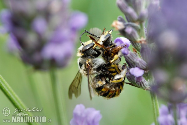 Wool Carden Bee (Athidium manicatum)