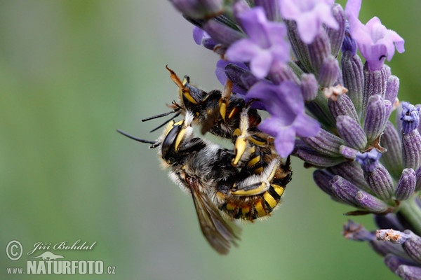 Wool Carden Bee (Athidium manicatum)