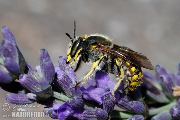 Wool Carden Bee (Athidium manicatum)