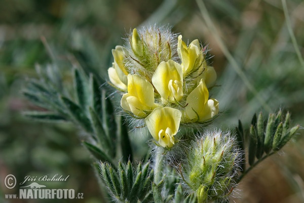 Woolly Milk-Vetch (Oxytropis pilosa)