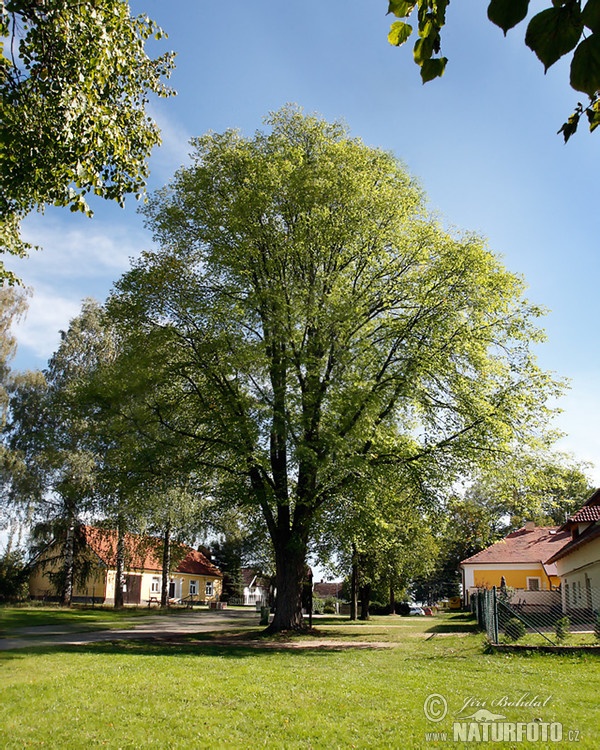 Wych Elm (Ulmus glabra)