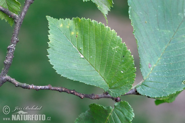 Wych Elm (Ulmus glabra)