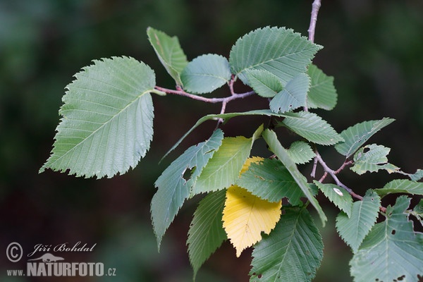 Wych Elm (Ulmus glabra)