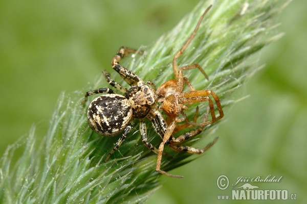 Xysticus audax