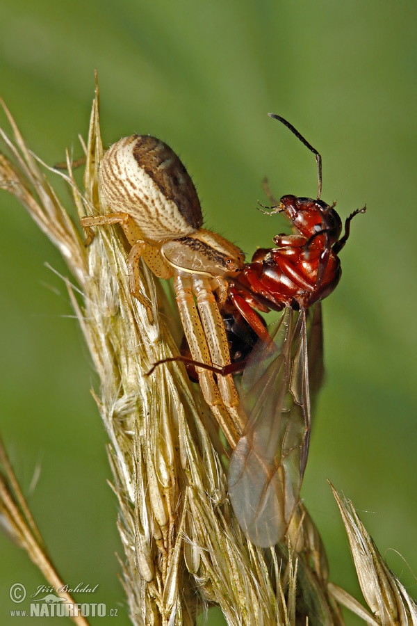 Xysticus ulmi