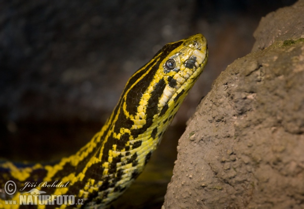 Yellow Anaconda (Eunectes notaeus)