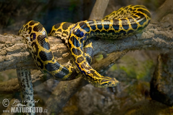 Yellow Anaconda (Eunectes notaeus)