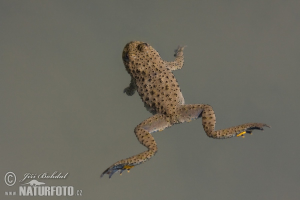 Yellow-bellied toad