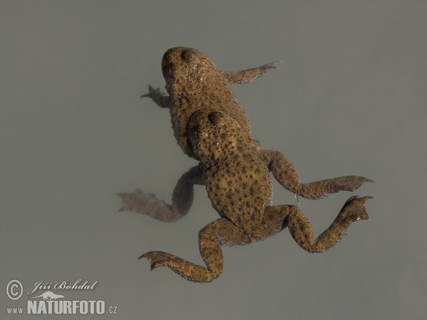 Yellow-Bellied Toad (Bombina variegata)