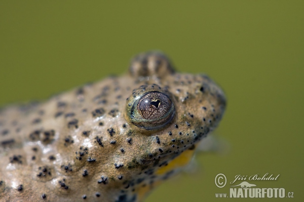 Yellow-Bellied Toad (Bombina variegata)