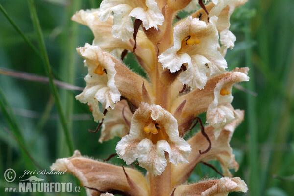 Yellow Broomrape (Orobanche lutea)