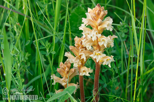 Yellow Broomrape (Orobanche lutea)