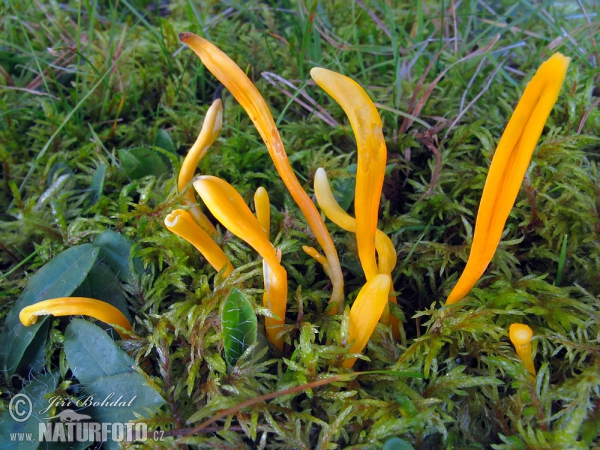 Yellow Club Mushroom (Clavulinopsis helvola)