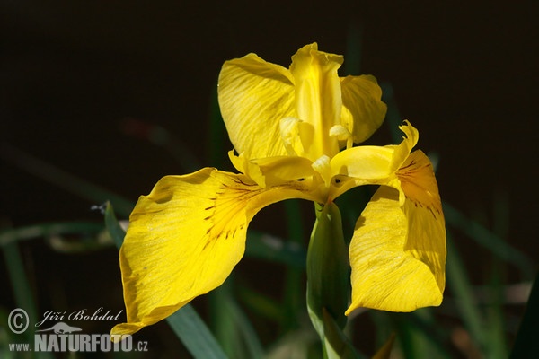 Yellow Flag Iris (Iris pseudacorus)