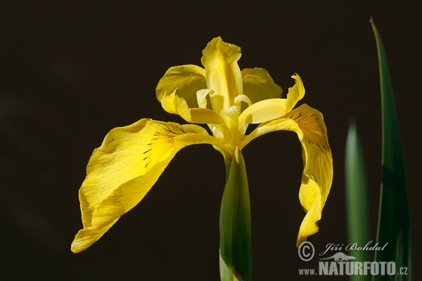 Yellow Flag Iris (Iris pseudacorus)