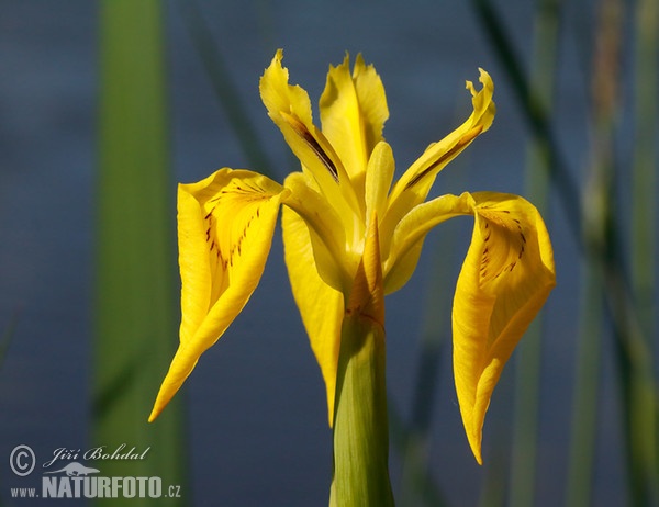 Yellow Flag Iris (Iris pseudacorus)