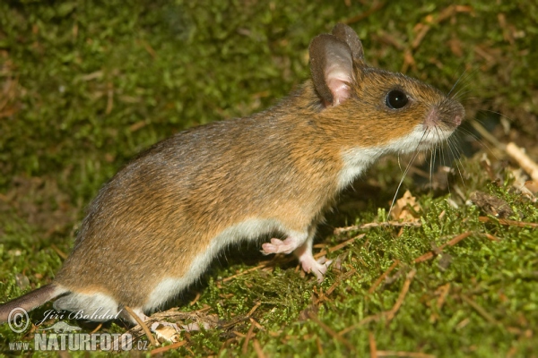 Yellow-necked Field Mouse (Apodemus flavicollis)