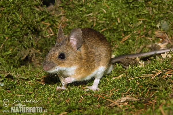 Yellow-necked Field Mouse (Apodemus flavicollis)