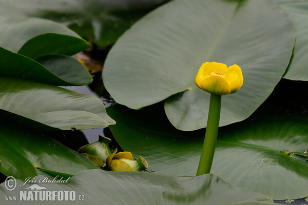 Yellow Water-lily (Nuphar lutea)